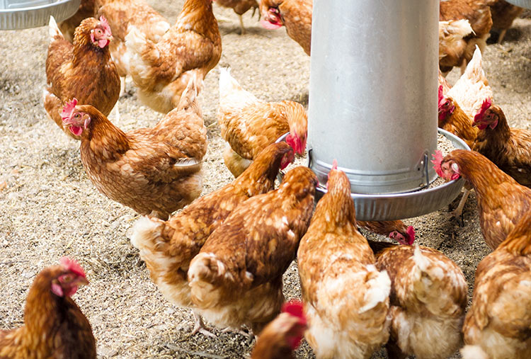 Mehr als der Nährwert: Bei Futtermittelzusatzstoffen wie Natuphos® und Amasil® spielen positive Effekte auf die Tierernährung und Umwelt eine wichtige Rolle. (Foto)