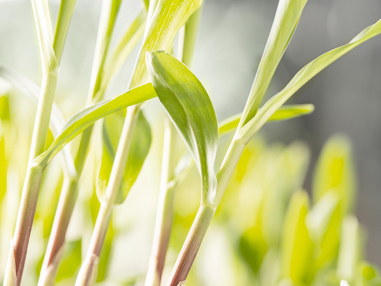 Agricultural Solutions Segment (Photo)