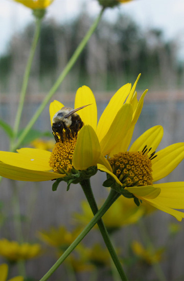 Teaser 11 Biodiversitat (Foto)